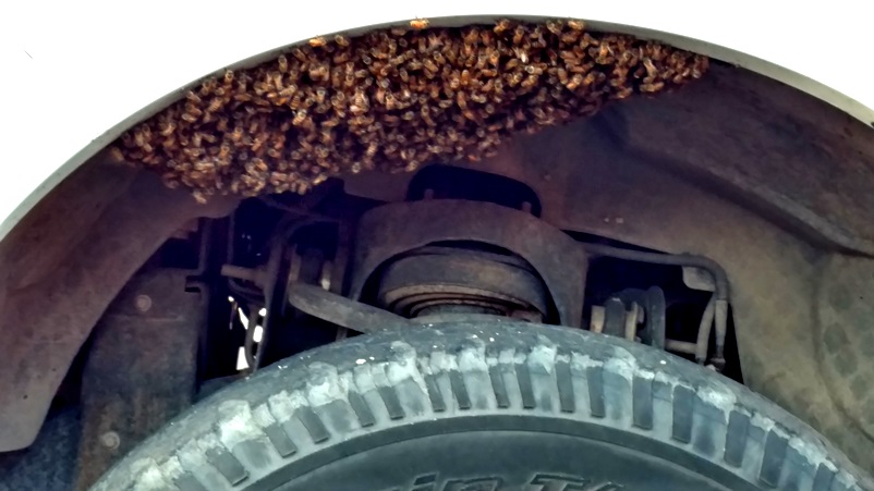 001 Bee Swarm