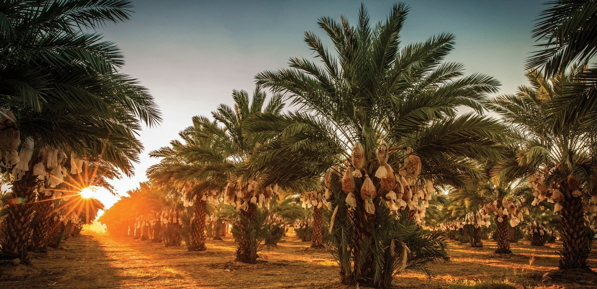 COY Date Trees