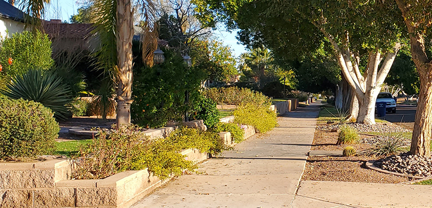 Street-Trees