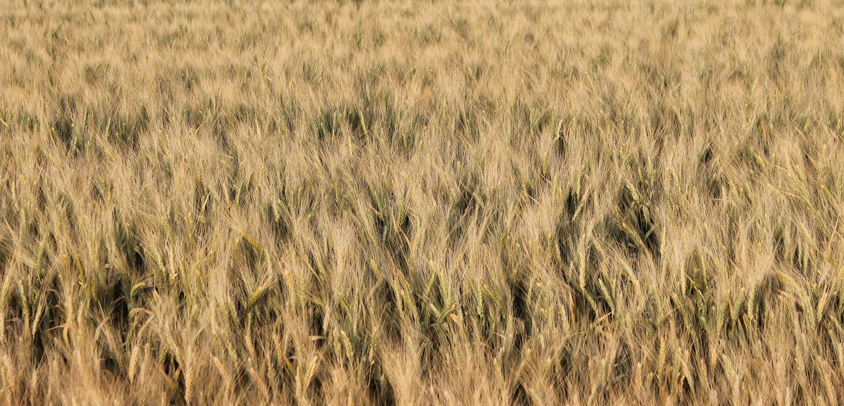 Wheat-Field-Yuma