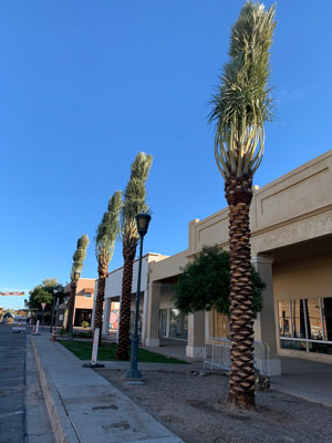 February_2024_main_st_palms_29